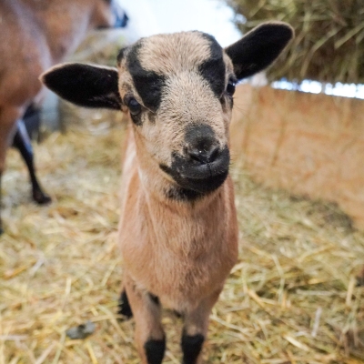 Schafjunge Merlin kurz nach seiner Ankunft im Land der Tiere