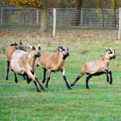 Eine Gruppe von Schafen, Merlin, Noah, Merle, Norma und Casimir, flitzt über eine Wiese