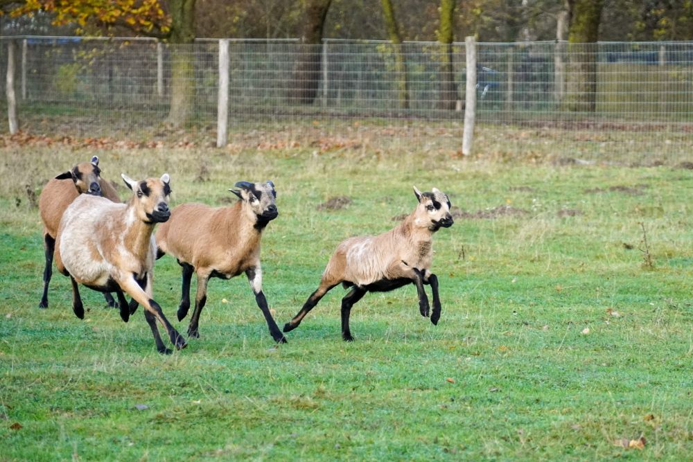 Eine Gruppe von Schafen, Merlin, Noah, Merle, Norma und Casimir, flitzt über eine Wiese