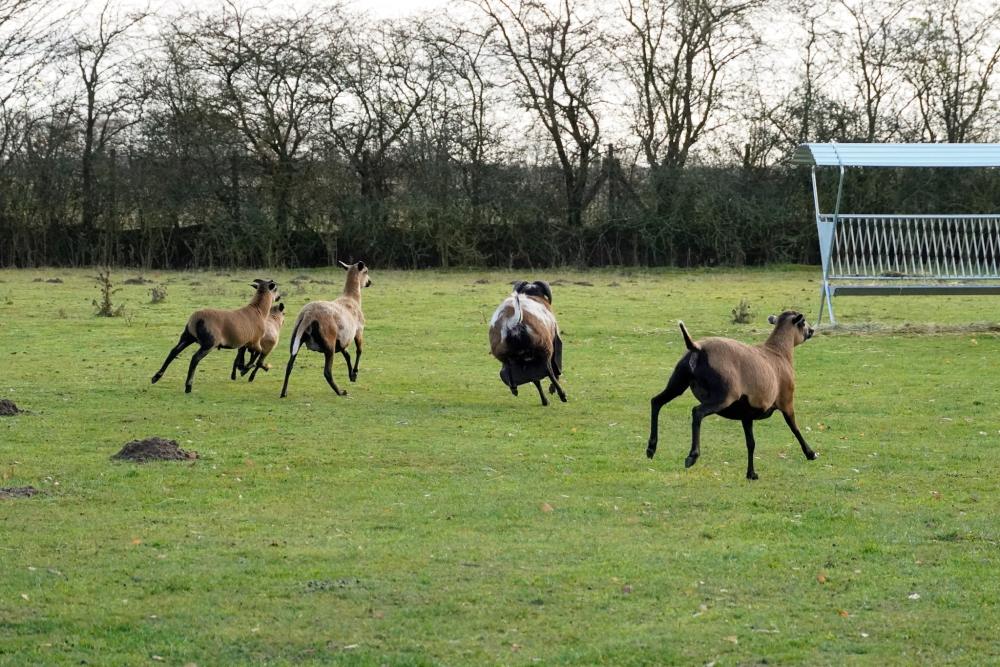 Eine Gruppe von Schafen, Merlin, Noah, Merle, Norma und Casimir, flitzt über eine Wiese