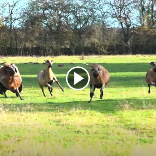 Die "Norma-Schafe" hüpfen über eine Wiese