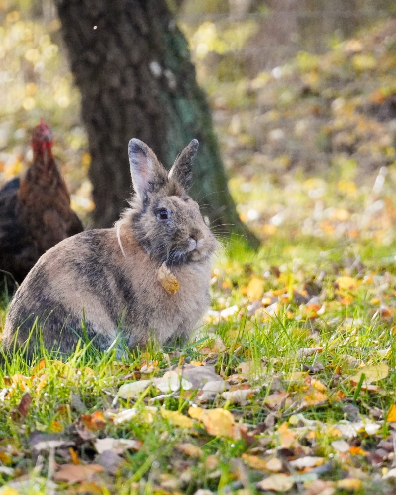 Kaninchen Primelchen umgeben von Herbstlaub im Land der Tiere