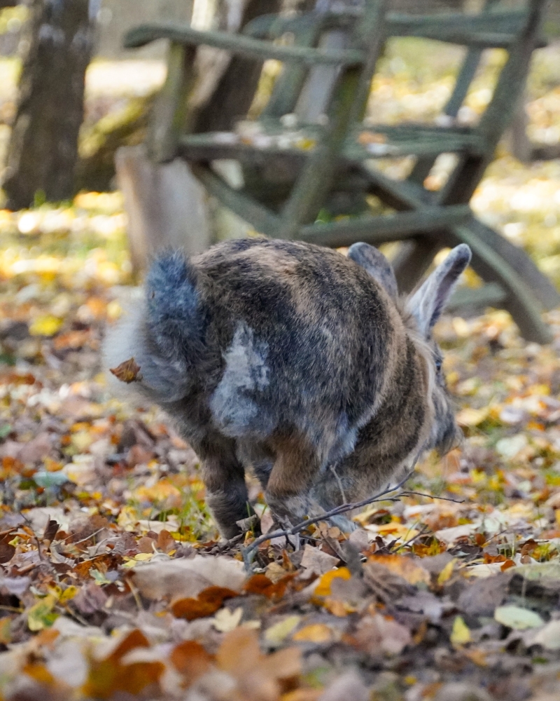 Kaninchen Primelchen läuft durchs bunte Herbstlaub im Land der Tiere