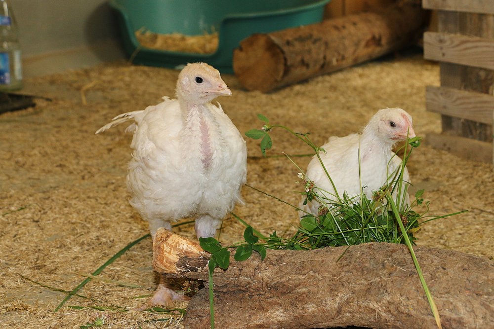 Puter Pü und Huhn Cosma als junge Vögel in ihrem Quarantänezimmer