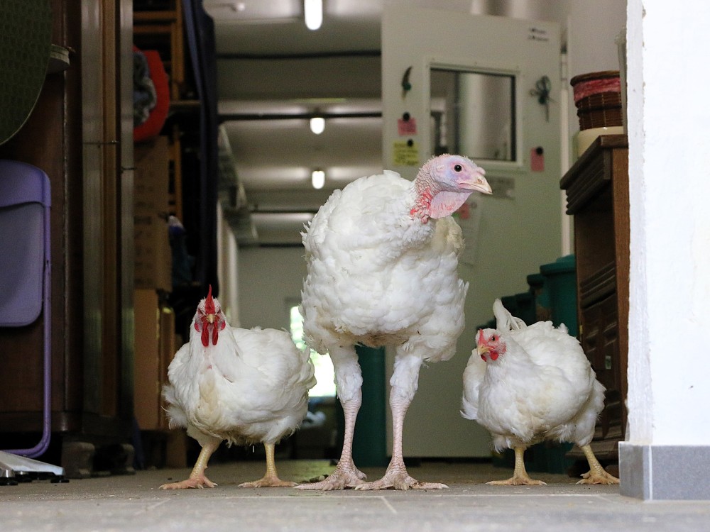 Die Hühner Cosmo und Cosma sowie Puter Pü laufen durch einen Hausflur in Haus #1 im Land der Tiere