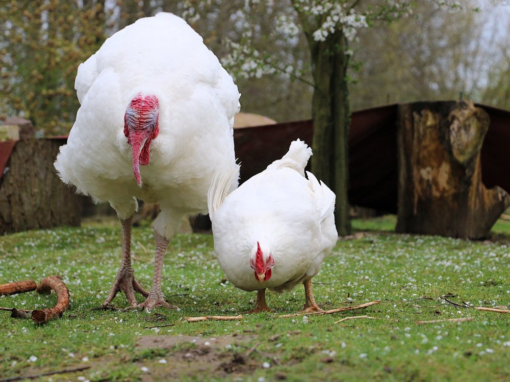 Puter Pü und Henne Cosma laufen nebeneinander über eine Wiese