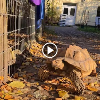 Spornschildkröte Mali trifft Pute Josefine an einem Zaun im Land der Tiere