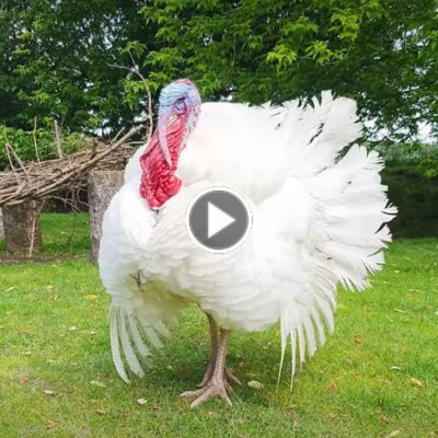 Puten im Land der Tiere