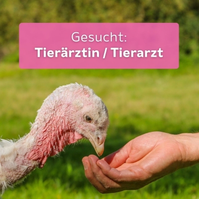 Stellenangebot: Tierärztin/Tierarzt im Land der Tiere