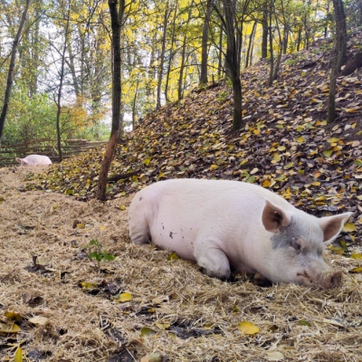 Die Schweine Felix, Helge, Knut & Lulu liegen auf deinem mit Stroh bedeckten Weg in ihrem "Schweinewald" im Land der Tiere
