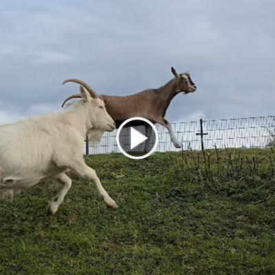Die Ziegen Ärnie und Johannes laufen über einen Hügel im Land der Tiere
