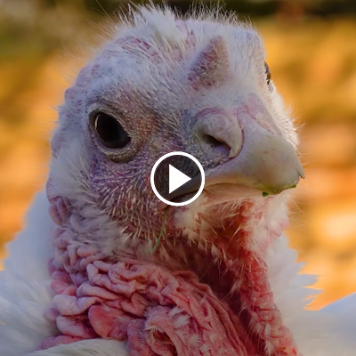 Die zwei Puten Wendy & Ashley zwei Jahre nach ihrer Rettung im Land der Tiere