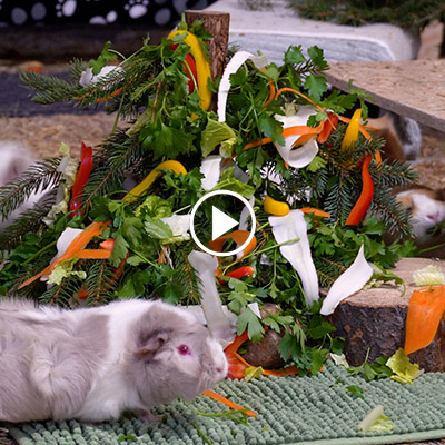 Meerschweinchenfamilie in ihrem Zimmer vor einem mit Essen geschmückten Tannenbaum.