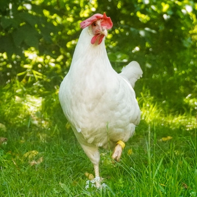 Die gelbe Frau Lehmann, ein weißes Huhn, im grünen Gras