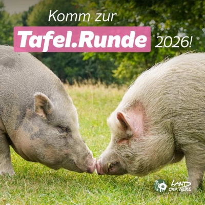Die Minischweine Lilli und Eddie berühren sich mit ihren Rüsseln. Darüber der Text "Komm zur Tafel.Runde 2026!".