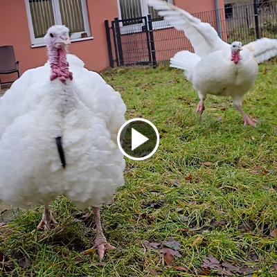 Die Puten Amelie & Cleo gehen über eine Wiese im Land der Tiere