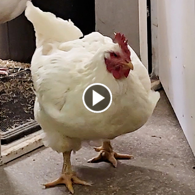 Huhn Cosma geht durch eine Tür