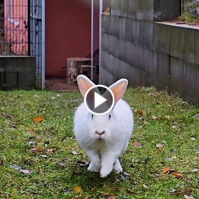 Ein Kaninchen der Familie Einstein & Friends läuft über eine Wiese in Richtung der Kamera