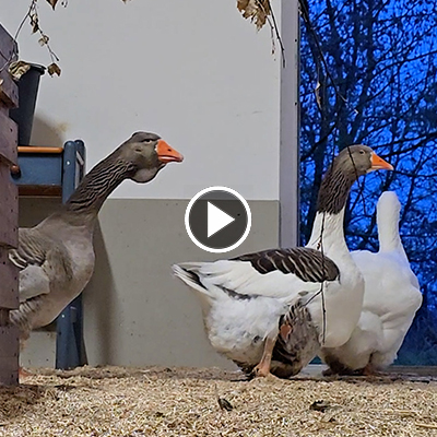 Die Gänse in ihrem Nachtquartier in Haus #2