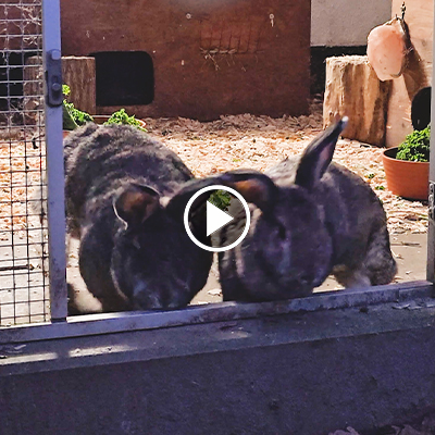 Die Kaninchen Familie Dr. Hasenbein gehen durch eine Volierentür aus ihrem gesichertem Nachtbereich