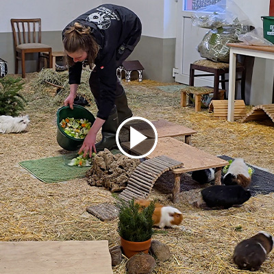 Die Meerschweinchen im Land der Tiere