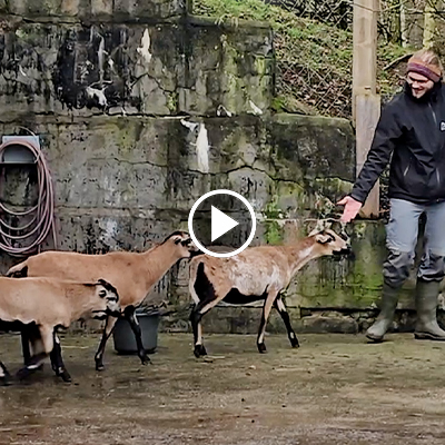 Die Normas, Norma, Merle, Merlin, Noah und Casimir, gehen spazieren