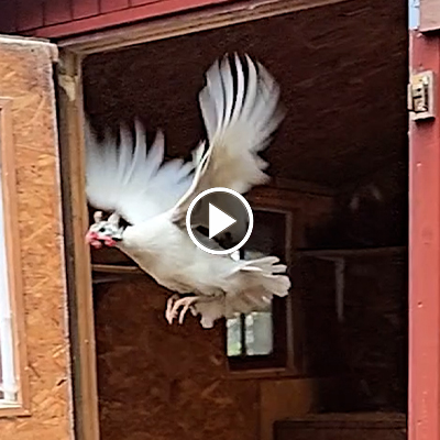 Perlhuhn Hütchen fliegt durch eine offene Tür