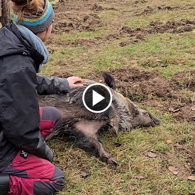 Wildschwein Resi wird gekrault