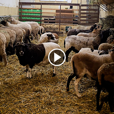 Die Schafe essen Heu aus Raufen in einem der Schafställe im Land der Tiere
