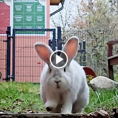 Murmel-Schnurps und Elfie