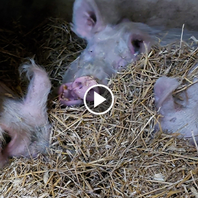 Drei Schweine liegen tief im Stroh. Schwein Rosalie gähnt.