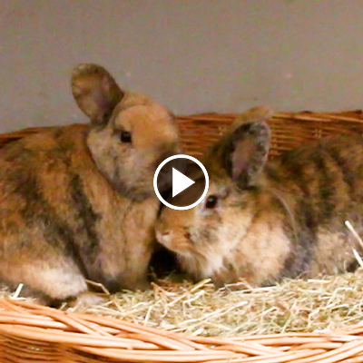 Die Kaninchen Poppins und Primelchen kuscheln in einem Strohkorb