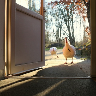 Zwei Puten gehen durch eine Tür