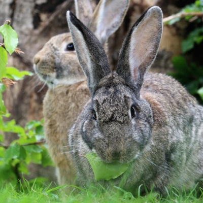 Kaninchen Chefin Hasenbein und eines ihrer Kinder im Land der Tiere