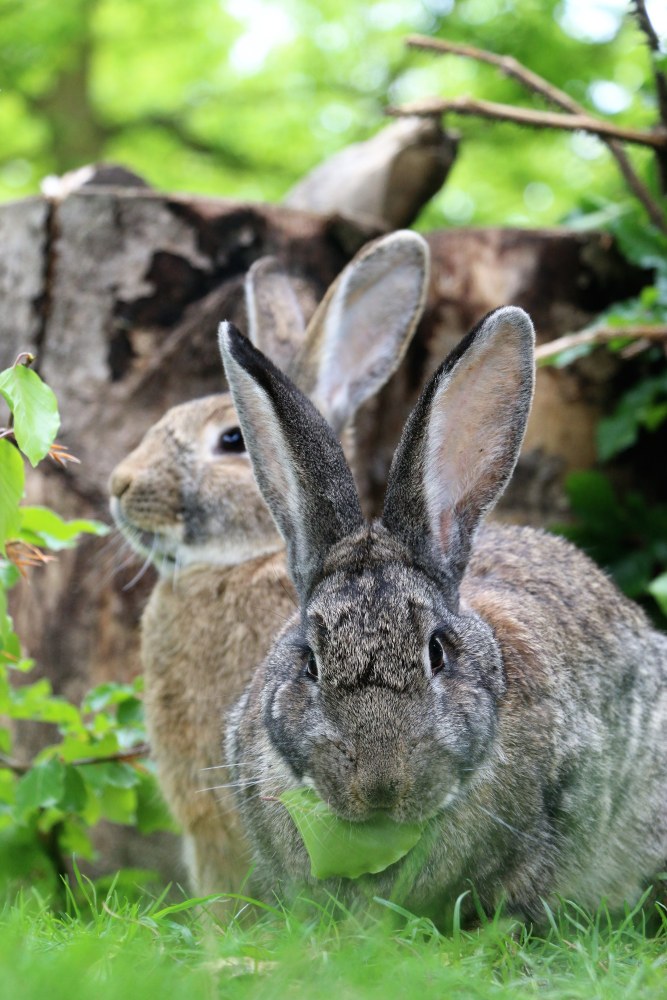 Kaninchen Chefin Hasenbein und eines ihrer Kinder im Land der Tiere