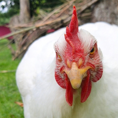 Huhn Cosma schaut direkt in die Kamera