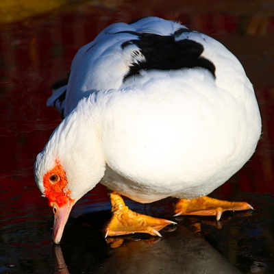 Ente Emma auf ihrem gefrorenen Teich im Land der Tiere