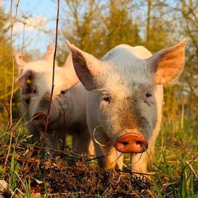 Die Schweine Felix, Helge und Knut als junge Ferkel im Land der Tiere