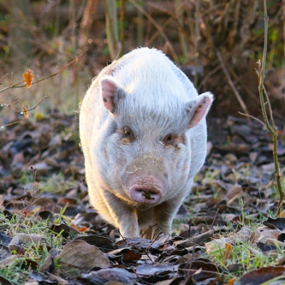 Minischwein Lilli geht in Richtung der Kamera