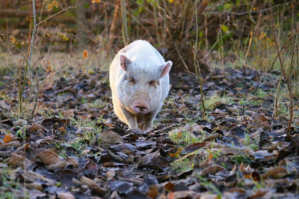 Minischwein Lilli geht in Richtung der Kamera