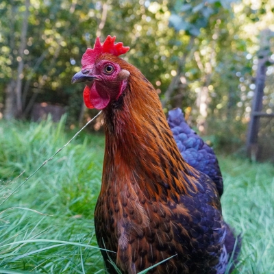 Huhn Sprote im Gras im Land der Tiere