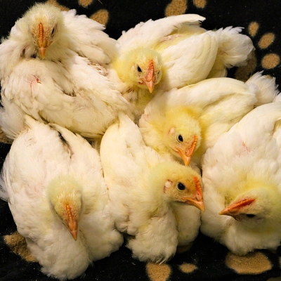 Sechs junge Masthühner auf einer schwarzen Decke