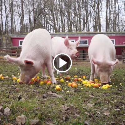 Die Schweine Willi, Hein & Pia essen Äpfel