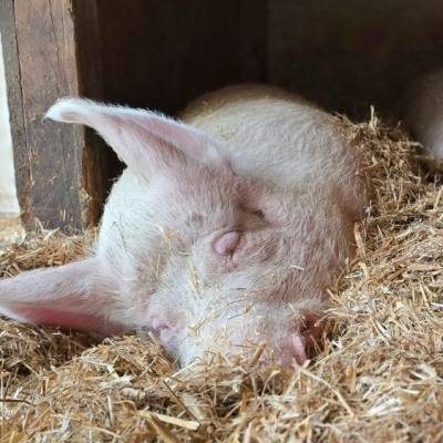 Die Schweine Anni & Hanna liegen nebeneinander in ihrem Strohbett im Schweineland im Land der Tiere.