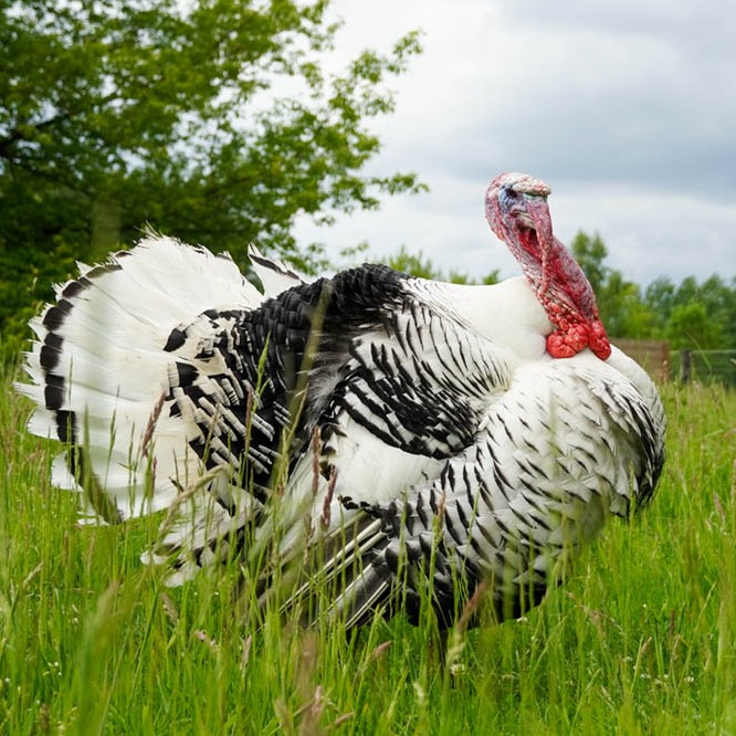 Patenschaft für Aljosha abschließen