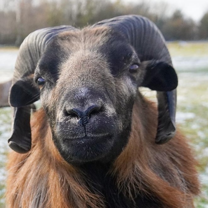 Patenschaft für Casimir abschließen