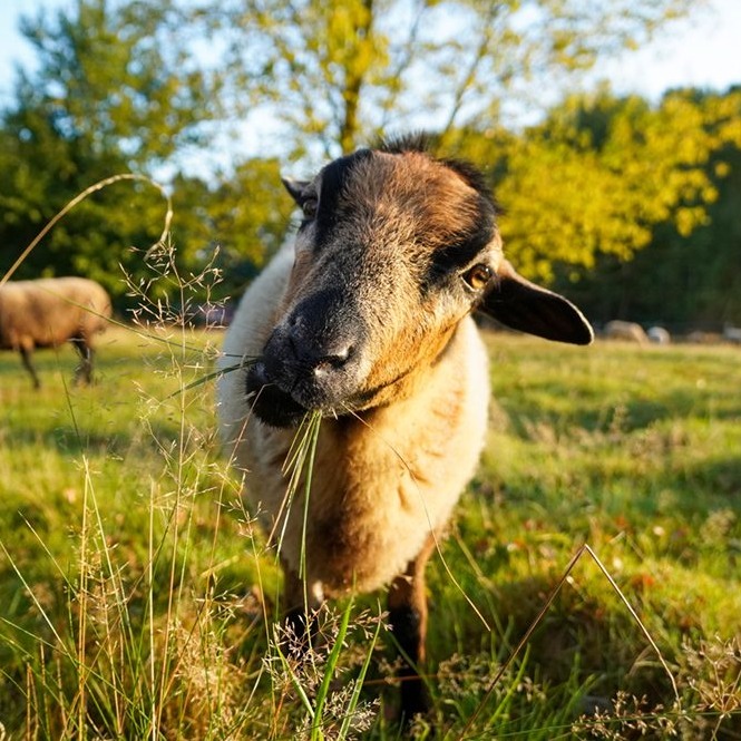 Patenschaft für Linux abschließen