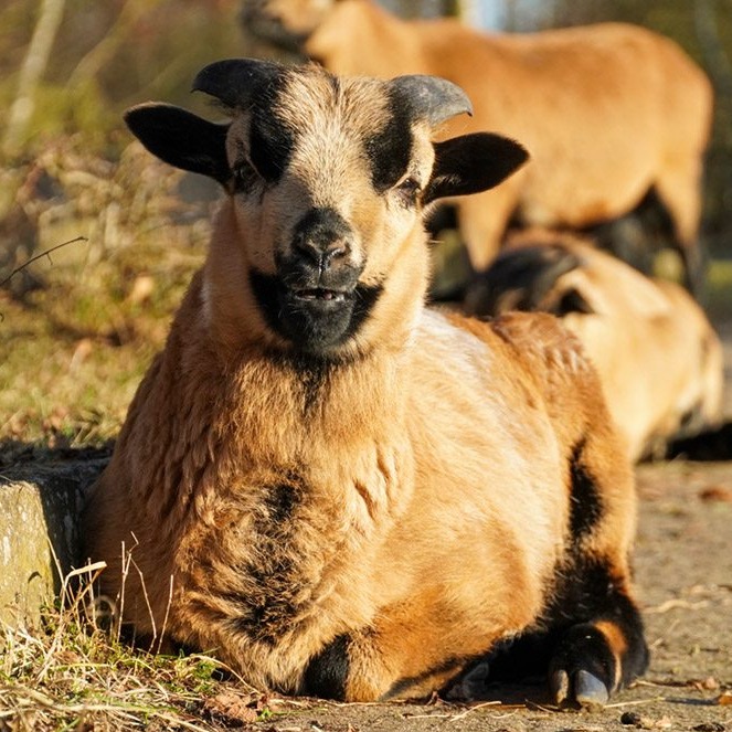 Patenschaft für Merlin abschließen
