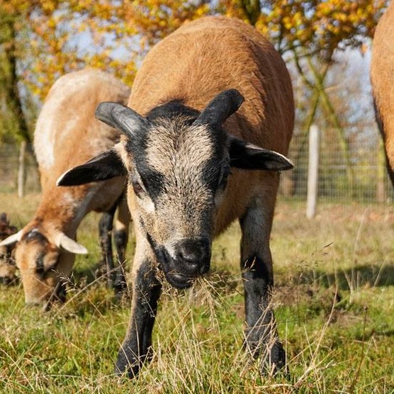 Patenschaft für Noah abschließen