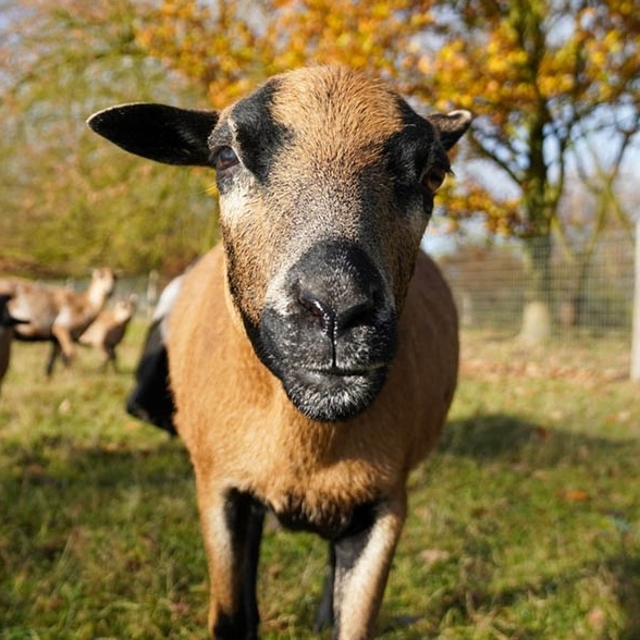 Patenschaft für Norma abschließen